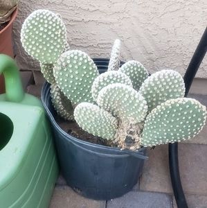 Meet your Posher, Corliss